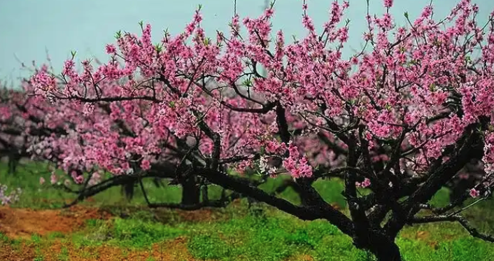 什么是桃花劫？八字又如何看桃花？