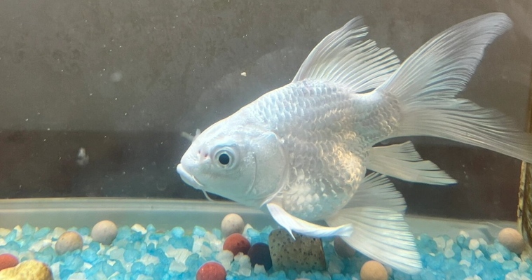 养蝴蝶鲤有助风水运势吗