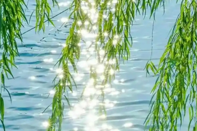 家里院子里种柳树树好吗