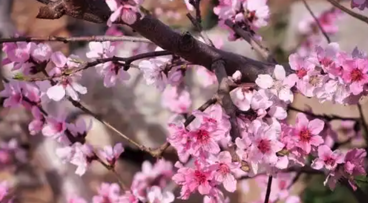 2025年桃花运最旺的生肖