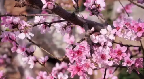 2025年桃花运最旺的生肖