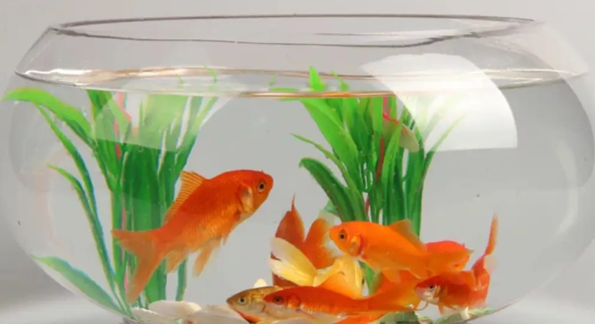 家里鱼缸养几条鱼最招财？