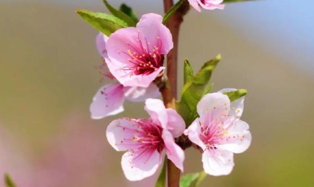 八字中何为桃花